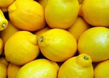 У лісництві на Черкащині вирощують екзотичні лимони – ЭКОНОМИКА