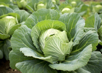 На Одещині у січні продовжує рости капуста – ЭКОНОМИКА