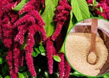 Торік Україна заробила на експорті амаранту 600 тисяч доларів – ЭКОНОМИКА