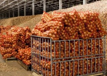 В Україні почали активніше будувати овочесховища – ЭКОНОМИКА