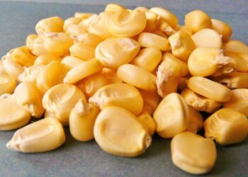 Експорт кукурузи з України у 2024/25 МР перевищив 16 млн т – ЭКОНОМИКА