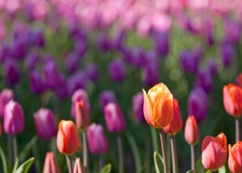 На Херсонщині розширюють можливості аграрного сектору – ЭКОНОМИКА