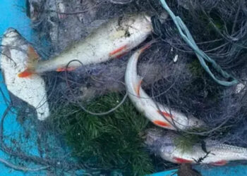 Запорізькі правоохоронці затримали двох браконьєрів, які незаконно ловили рибу сітками — на обох порушників склали протоколи | Новости Запорожья