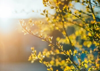 Прогноз погоди на 15 та 16 травня у Запоріжжі — що очікувати містянам  | Новости Запорожья