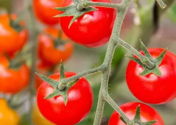 Чому гниють помідори на кущі:  як врятувати урожай – ЭКОНОМИКА