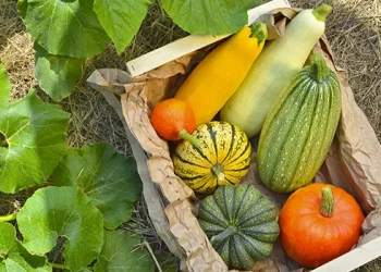 Які добрива найкращі для гарбузів та кабачків – ЭКОНОМИКА