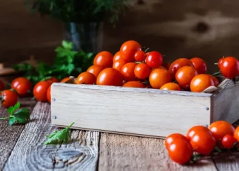 Названо найкращі умови для зберігання томатів після збору врожаю – ЭКОНОМИКА