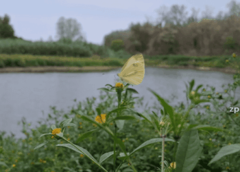 На Хортиці у Запоріжжі перевірили стан озера після сигналу про дивну поведінку риби — що виявили екологи | Новости Запорожья