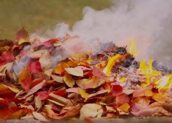 У Заводському районі Запоріжжя чоловік спалював листя — отримав адмінпротокол | Новости Запорожья