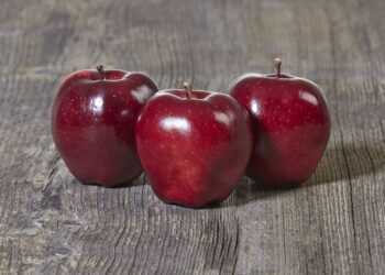 На Тернопільщині господарство зібрало рекордний урожай яблук – ЭКОНОМИКА