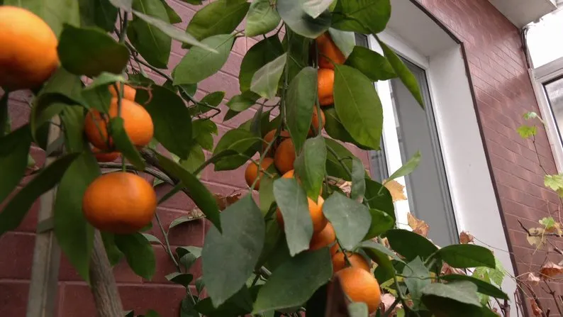 Врожай цитрусових на власній веранді збирає хмельничанин – ЭКОНОМИКА