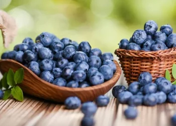 Українські виробники лохини посилюють вихід на преміальні ринки ЄС – ЭКОНОМИКА