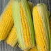 Україна втрачає частину ринків кукурудзи – ЭКОНОМИКА