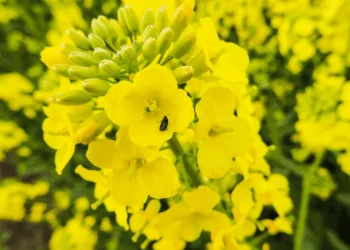 В Україні посіяно близько 40% озимого ріпаку від очікуваної площі – ЭКОНОМИКА